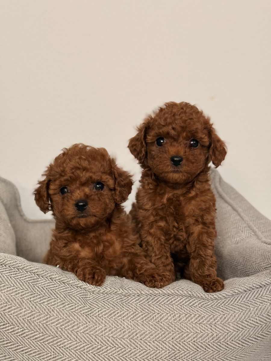 Red Toy Poodle puppies — Valivans kennel, Valencia