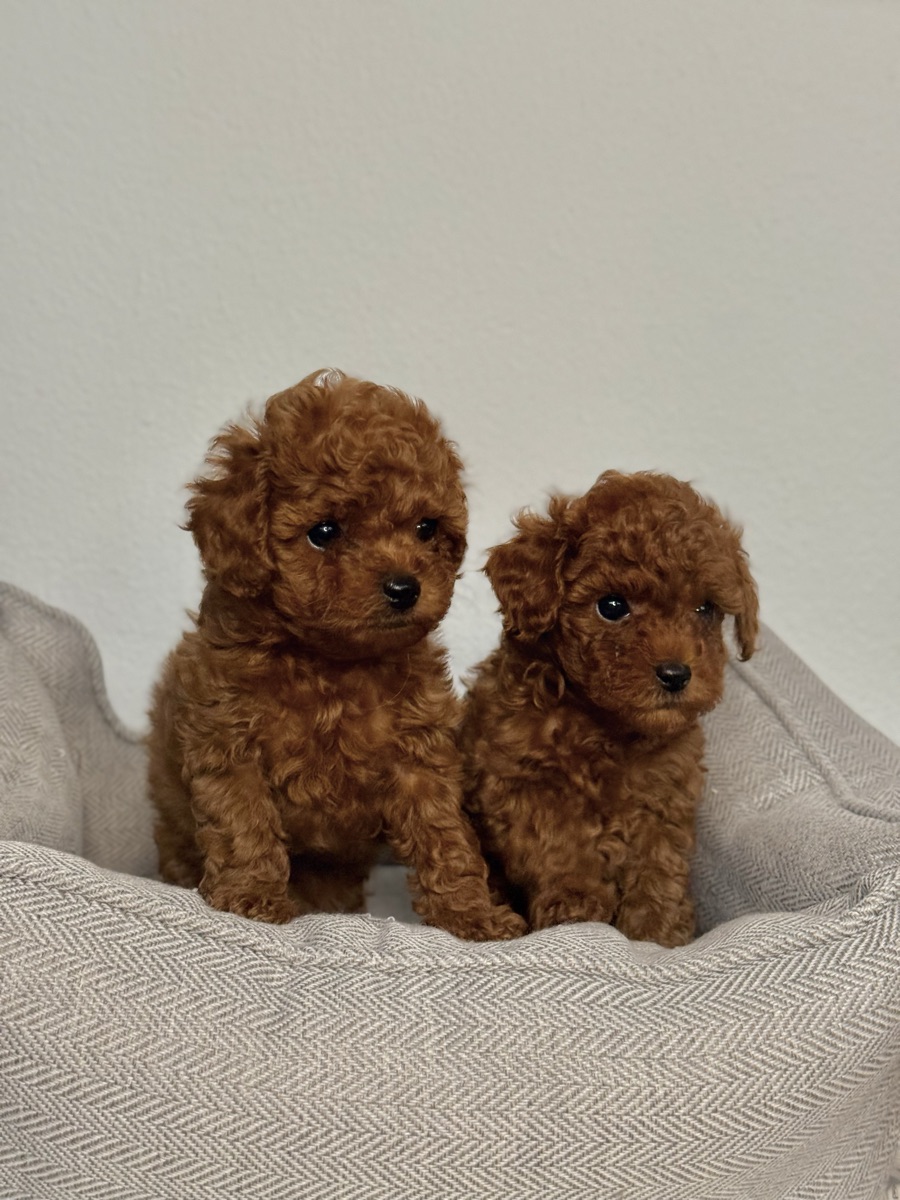 Red Toy Poodle puppies — Valivans kennel